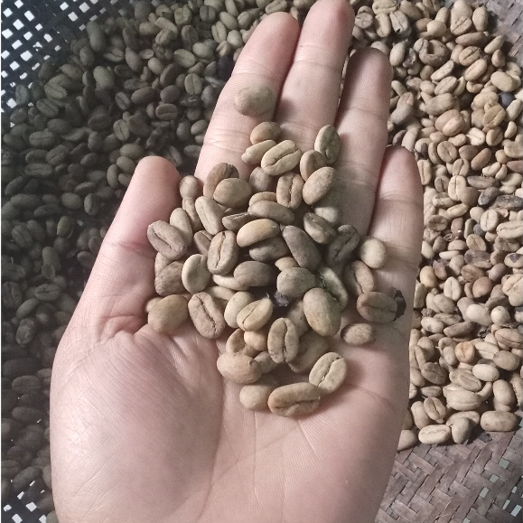 Benih Biji Kopi Arabica Jawa Barat 50 Butir