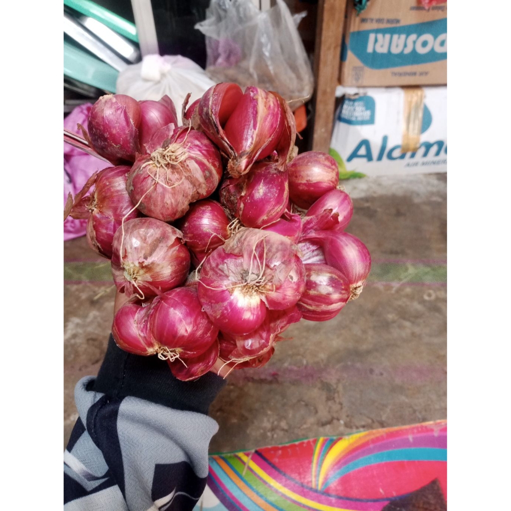 Bawang merah super probolinggo