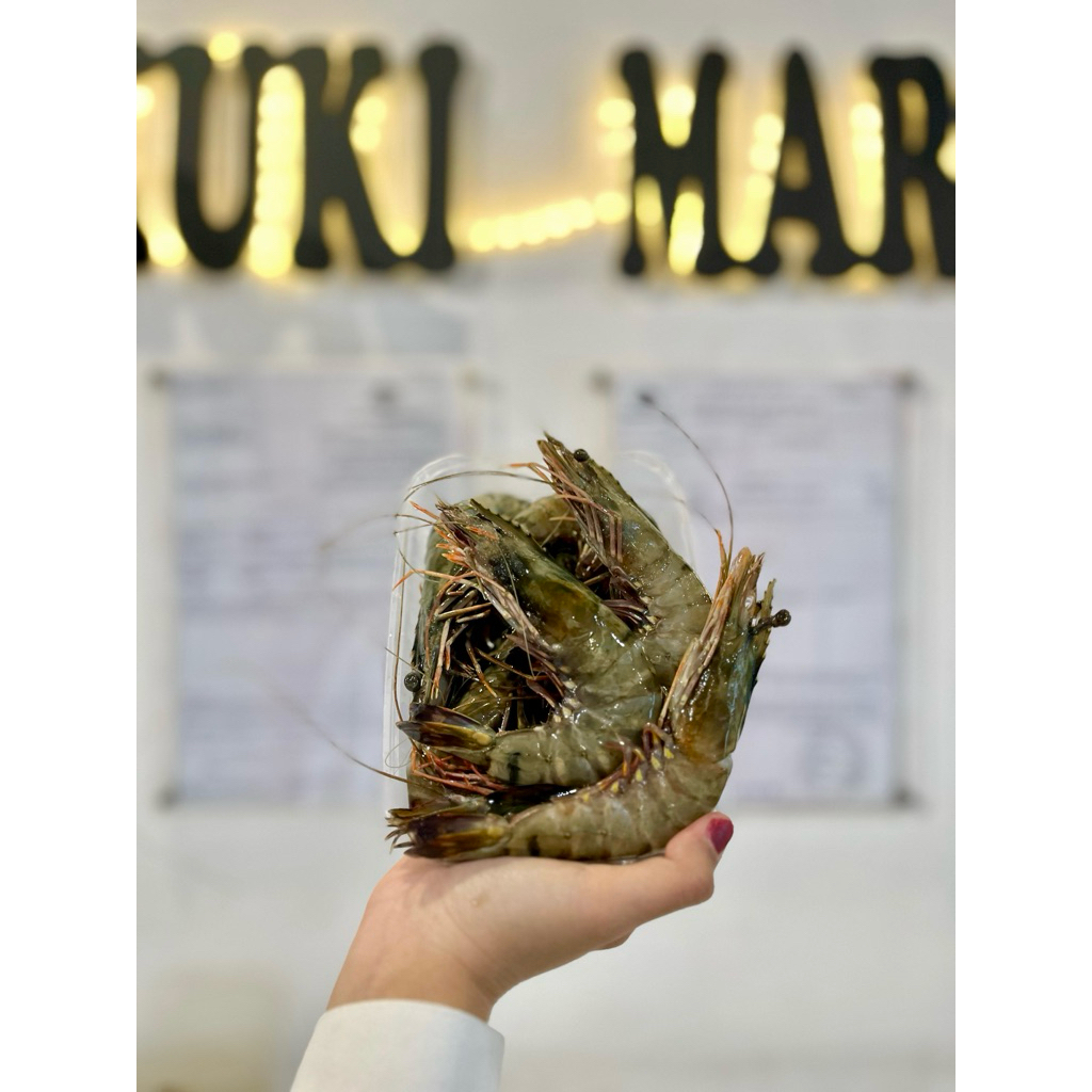 udang windu tambak besar