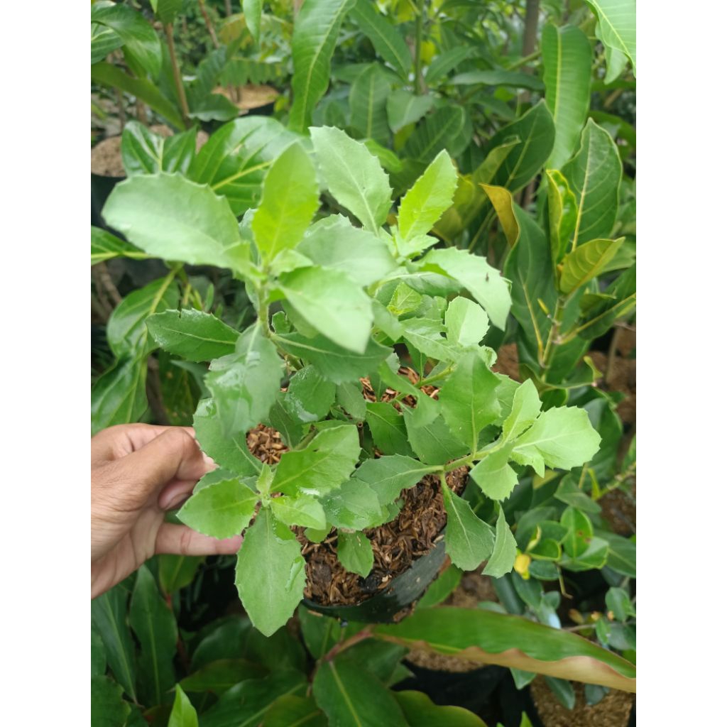 Bibit tanaman luntas - bibit luntas - bibit toga murah luntas