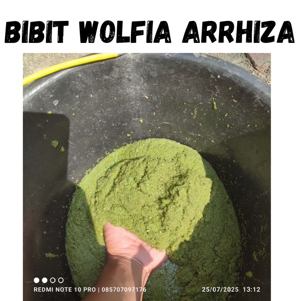 wolffia bibit 1 kg kualitas super pakan ternak ikan hias murah benih wolfia wolfia bergaransi // bib