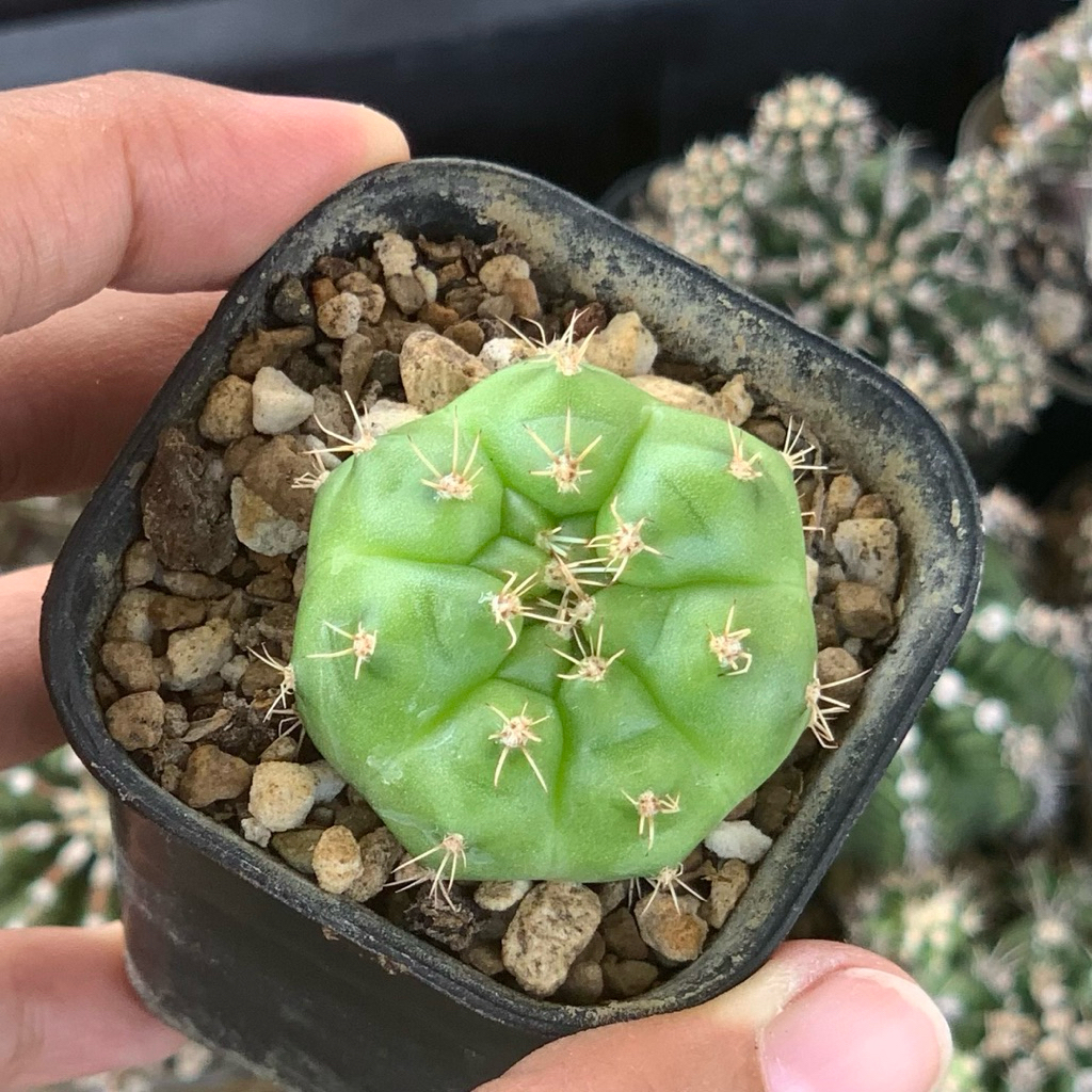 gymnocalycium green marble mihanovichii lb selected form jumbo indukan kaktus gymno miha mihanovichi