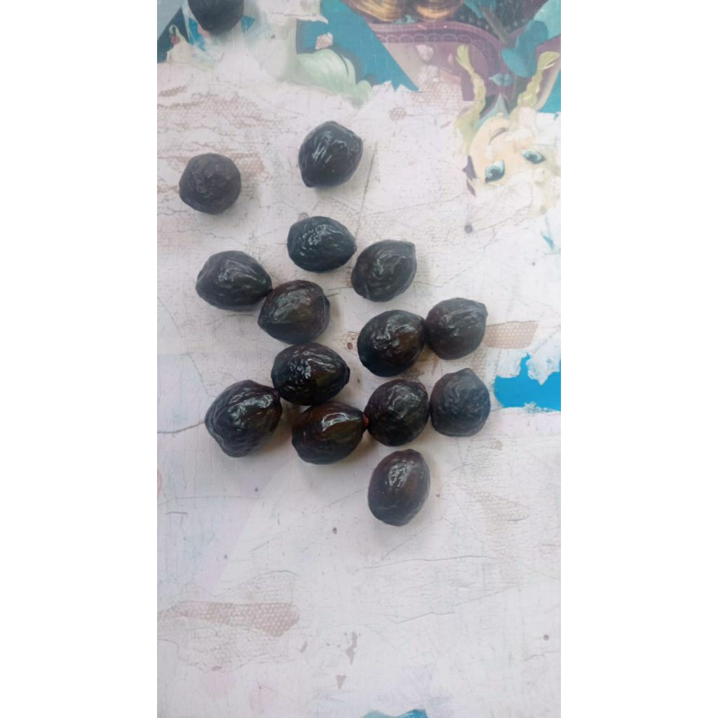 Muncang kemiri jenis Jabra dan Jalim