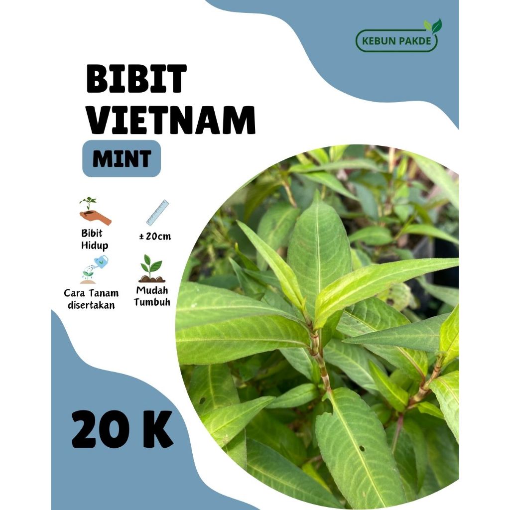 Bibit Tanaman | Daun Mint | Vietnam Mint | Siap Tanam | Daun Laksa