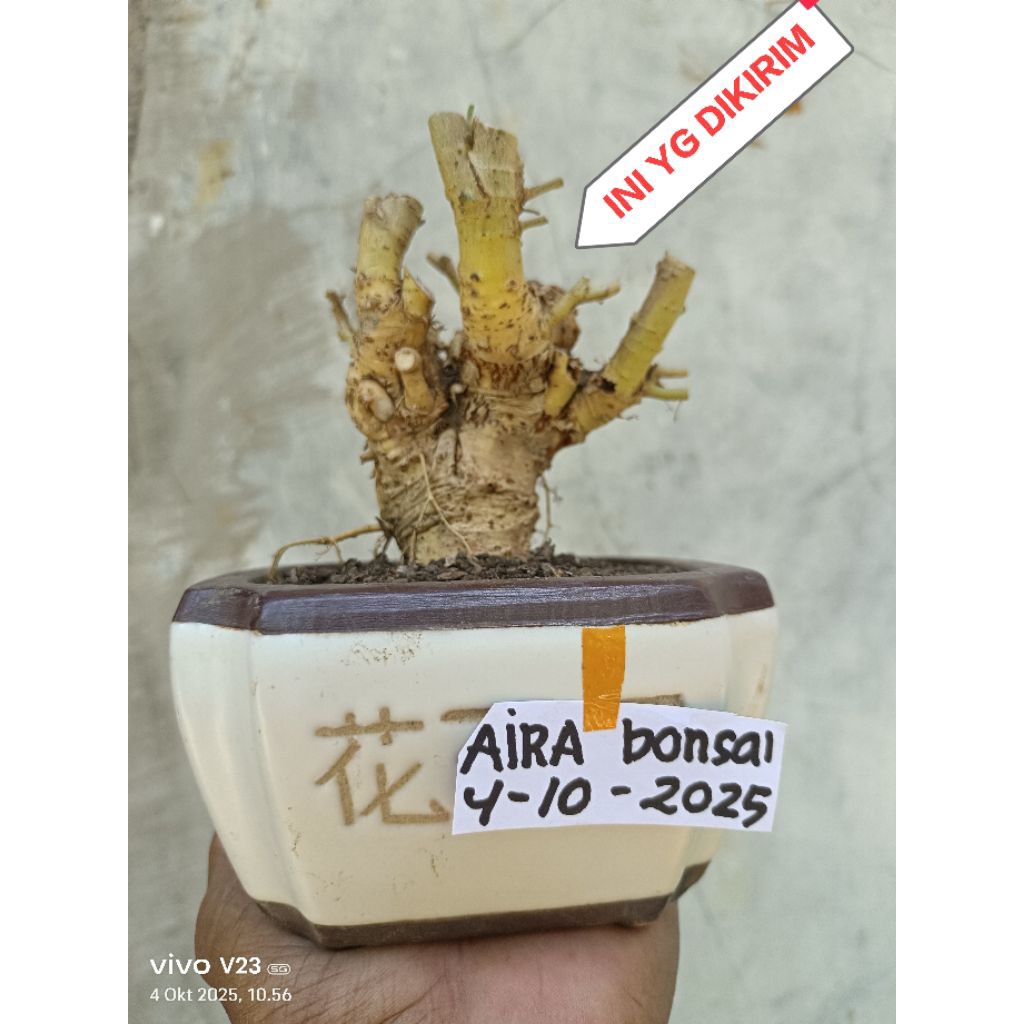 bahan bonsai serut dongkelan