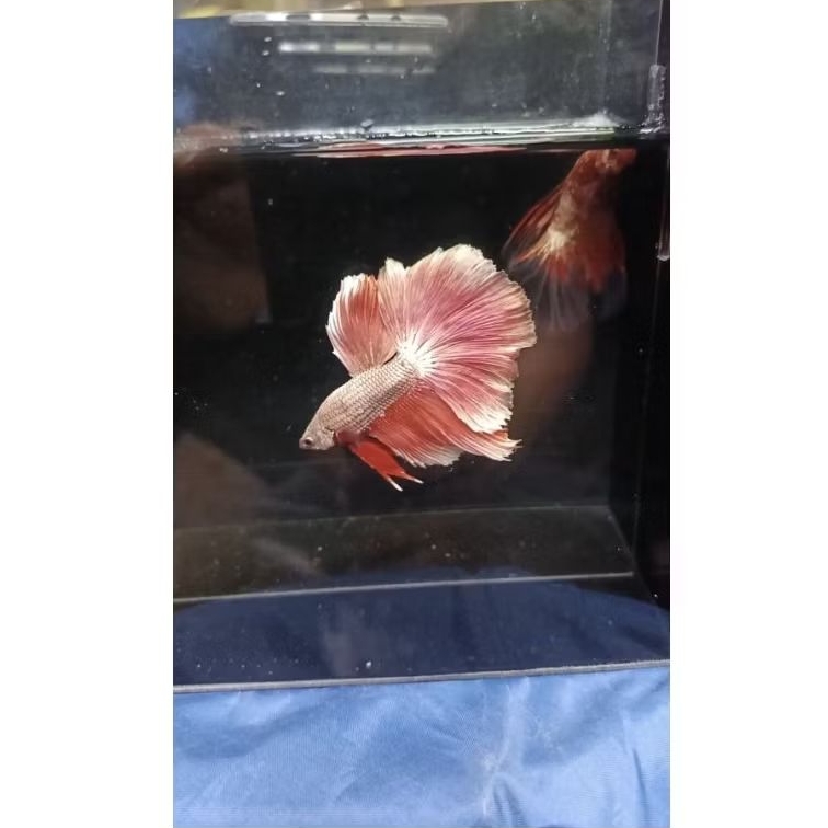 Bahan Cupang HM RGG + Ongpack