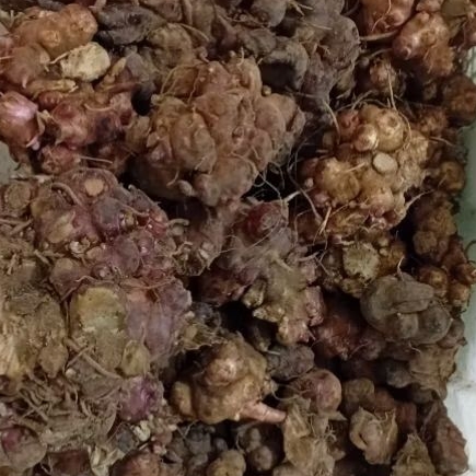 bibit ubi yacon wonosobo kecombrang