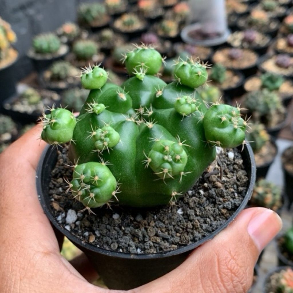 Kaktus Gymnocalycium Gymno Damsii Damsi