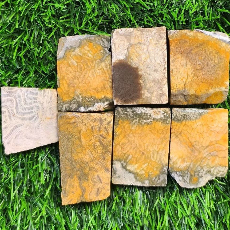 Bongkahan Batu Kelabang Fosil Lipan / Batu Fosil Lipan Kelabang / Lempengan Batu Fosil Lipan Kelaban