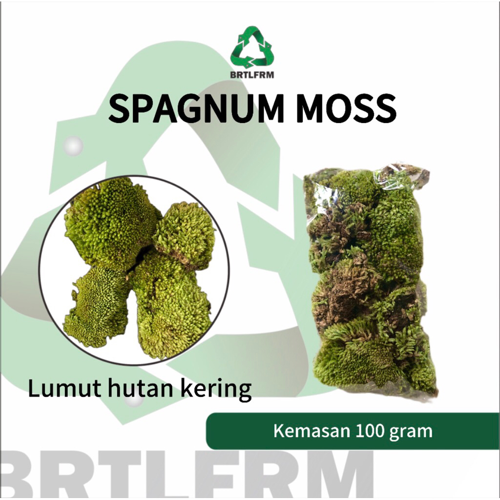 SPAGNUM MOSS KERING