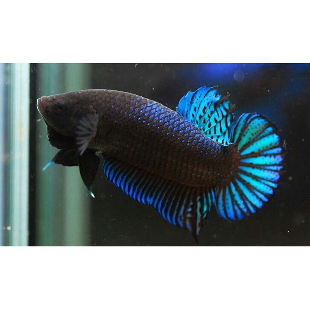 Bagan Blacking Aduan Bagan Kalidawir