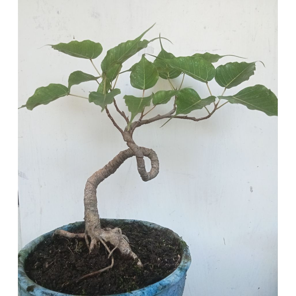 Ficus Bodhi - Peepal Tree - Sacred Fig Original