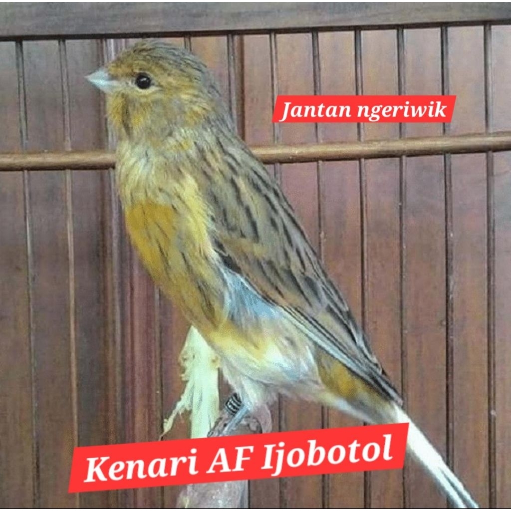 kenari af ijobotol jantan ngeriwik