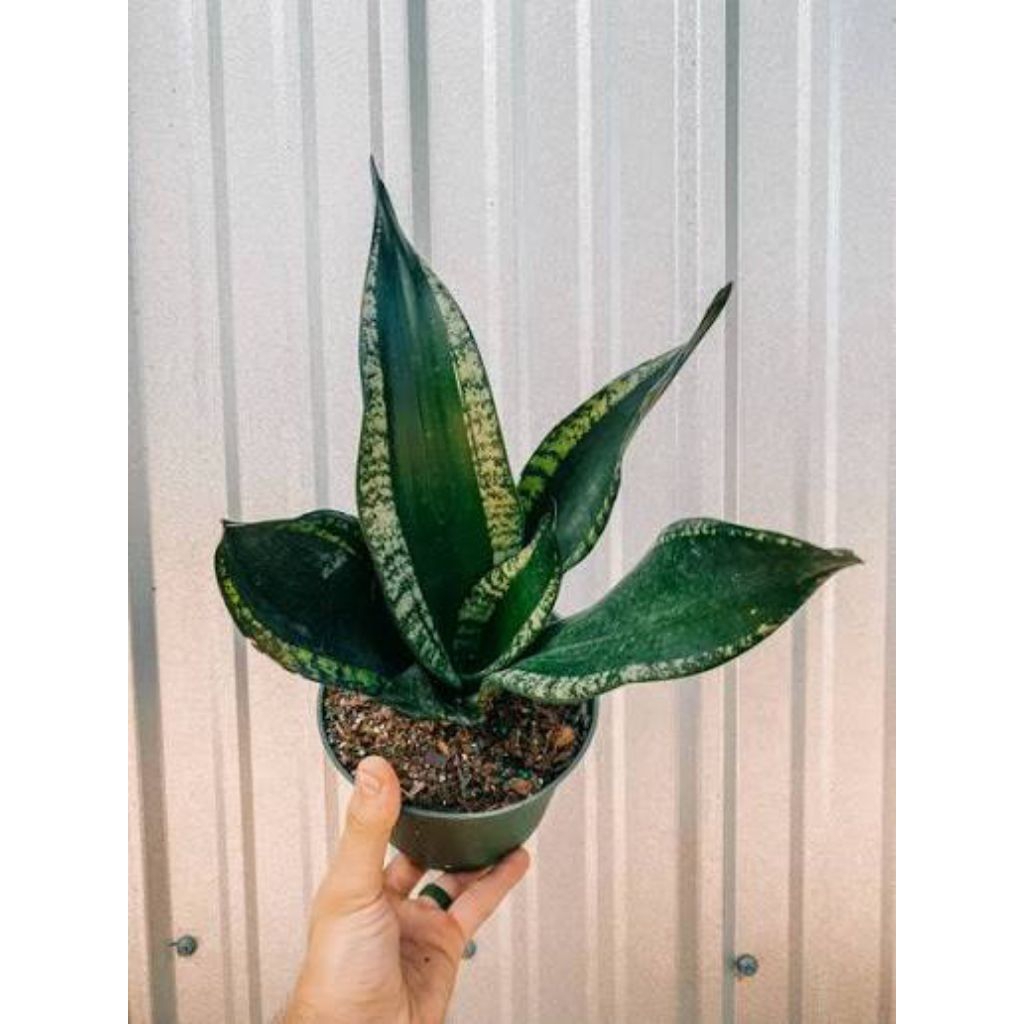 sansevieria whitney