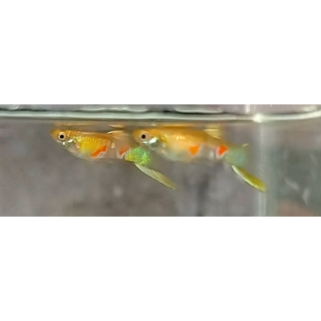 hiasan aquarium buttom sword guppy
