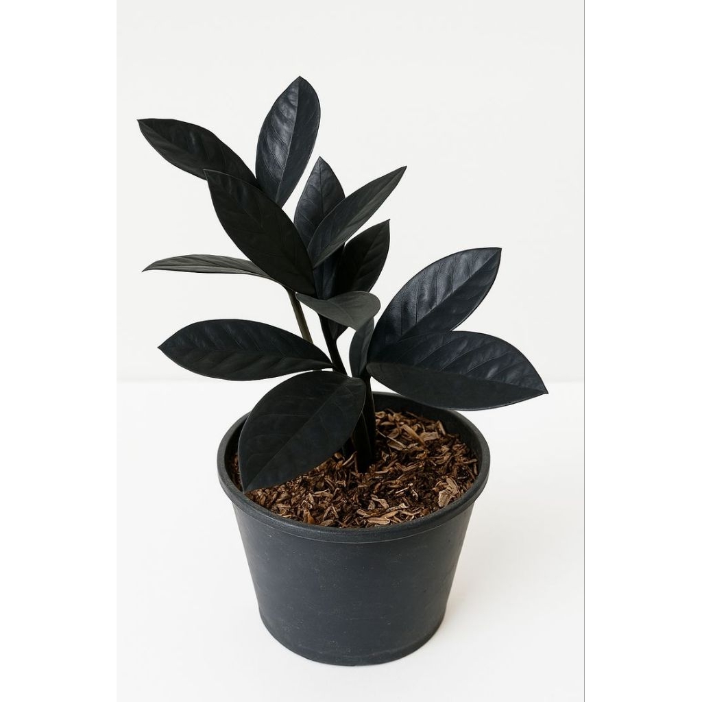 zamia black raven
