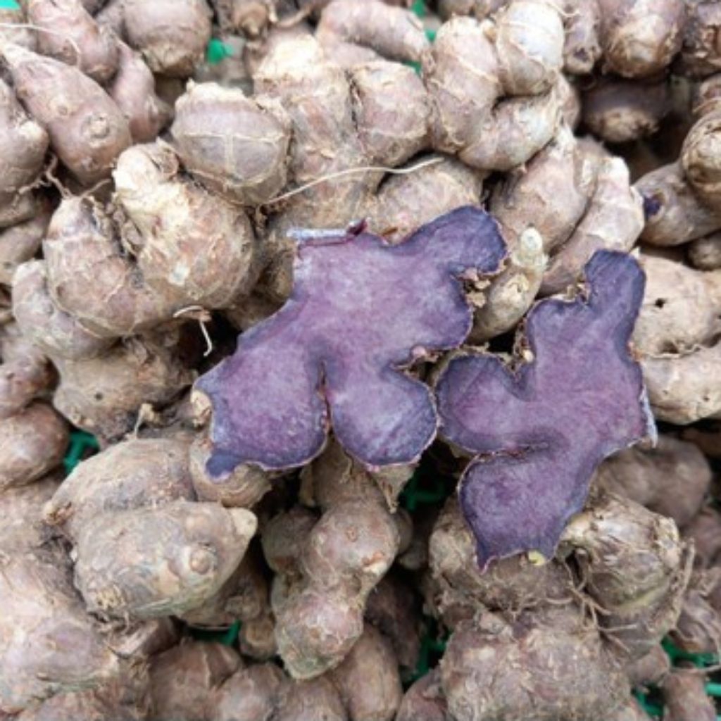 [PROMO] Kunyit Hitam Asli Original/Rimpang Kunyit Hitam Fresh Segar Kualitas Terbaik 500gram