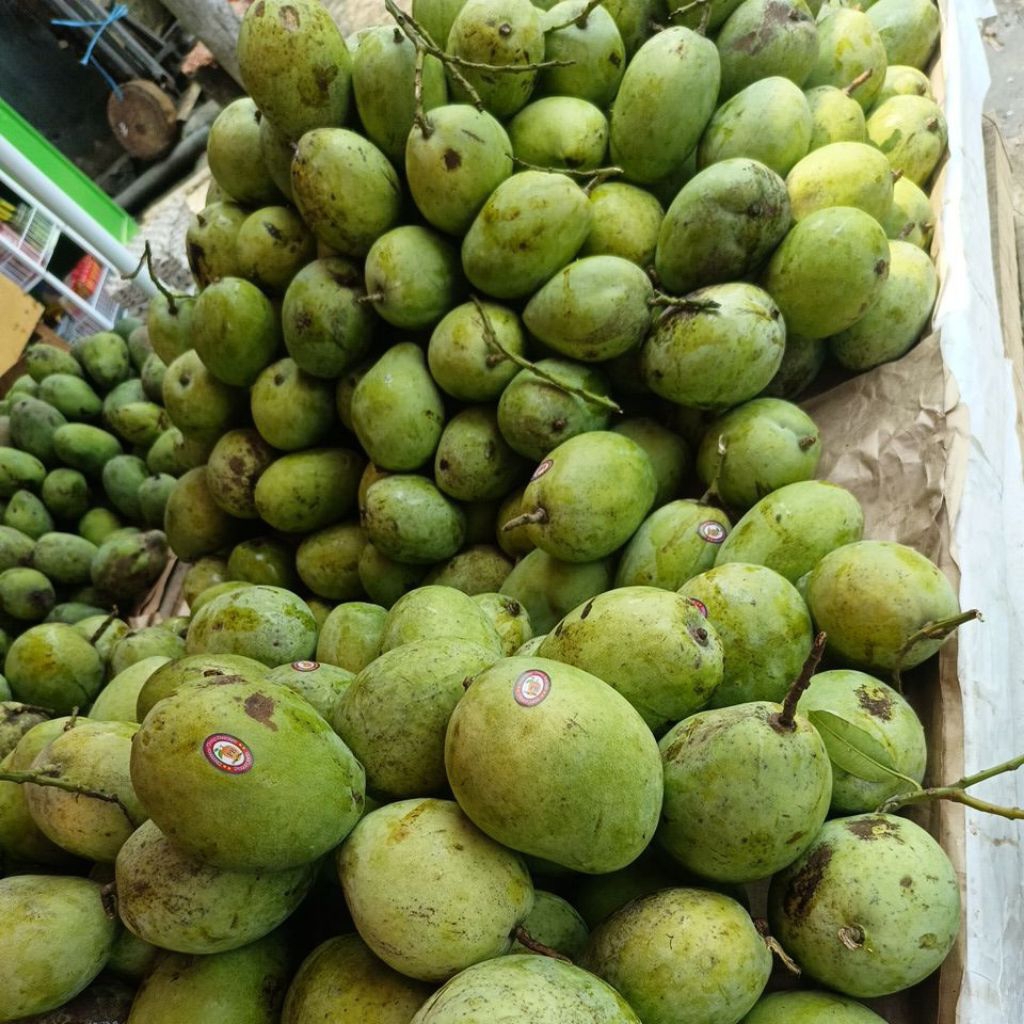 BUAH DERMAYU MENGKEL/ BUAH DERMAYU/ BUAH SEGAR