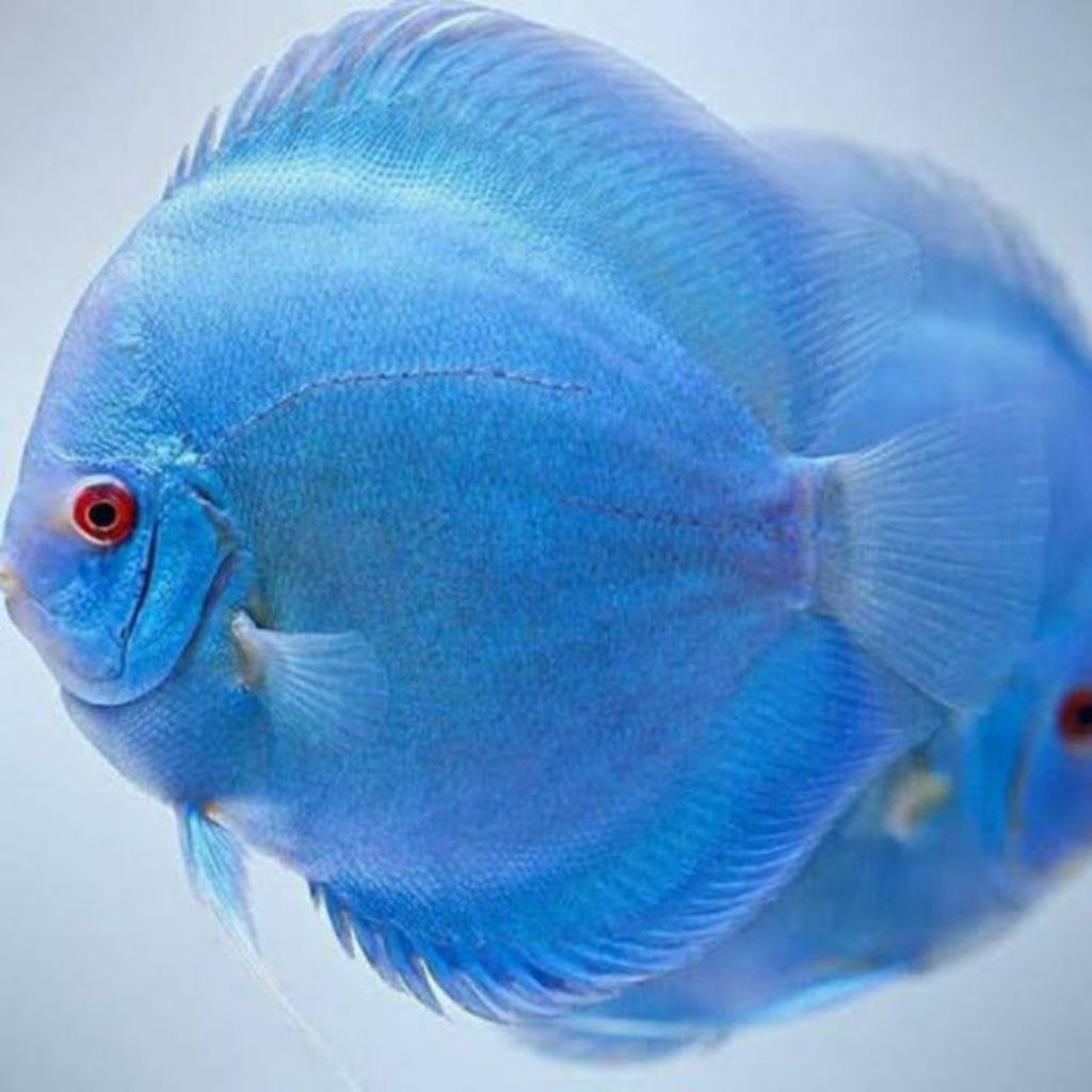 Discus Blue Diamond //ikan hias aquarium aquascape