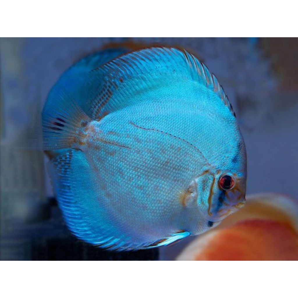 Discus Blue Cobalt //ikan hias aquarium aquascape