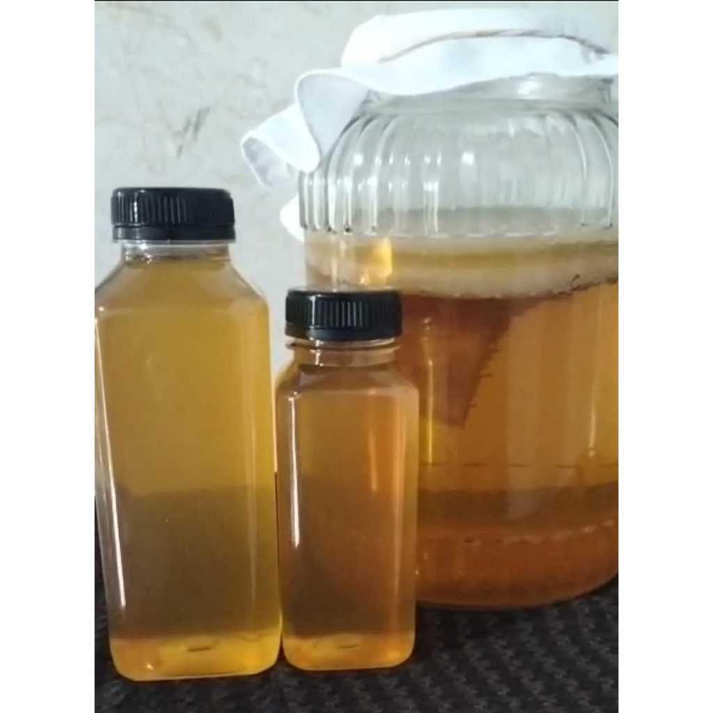 JAMUR KOMBUCHA ( JAMUR DIPO )