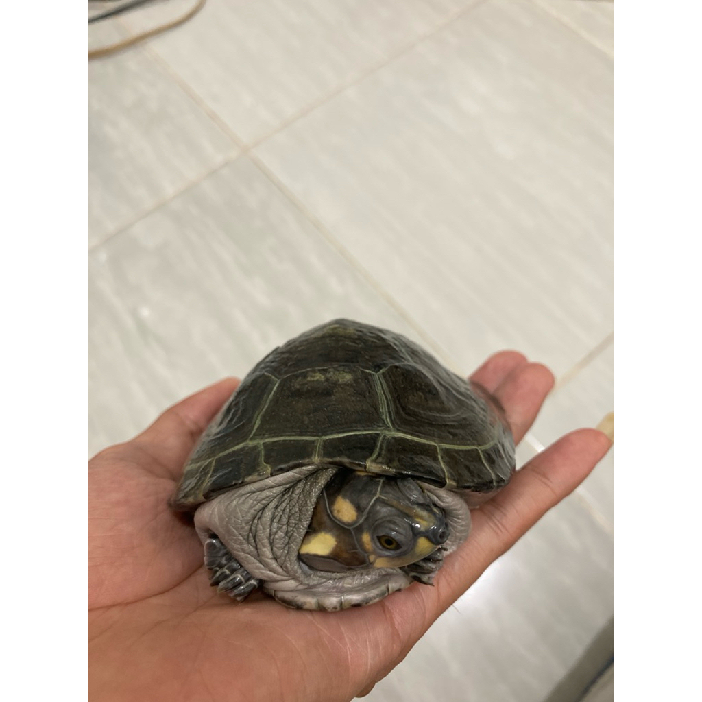 KURA BADUT / UNIFILIS