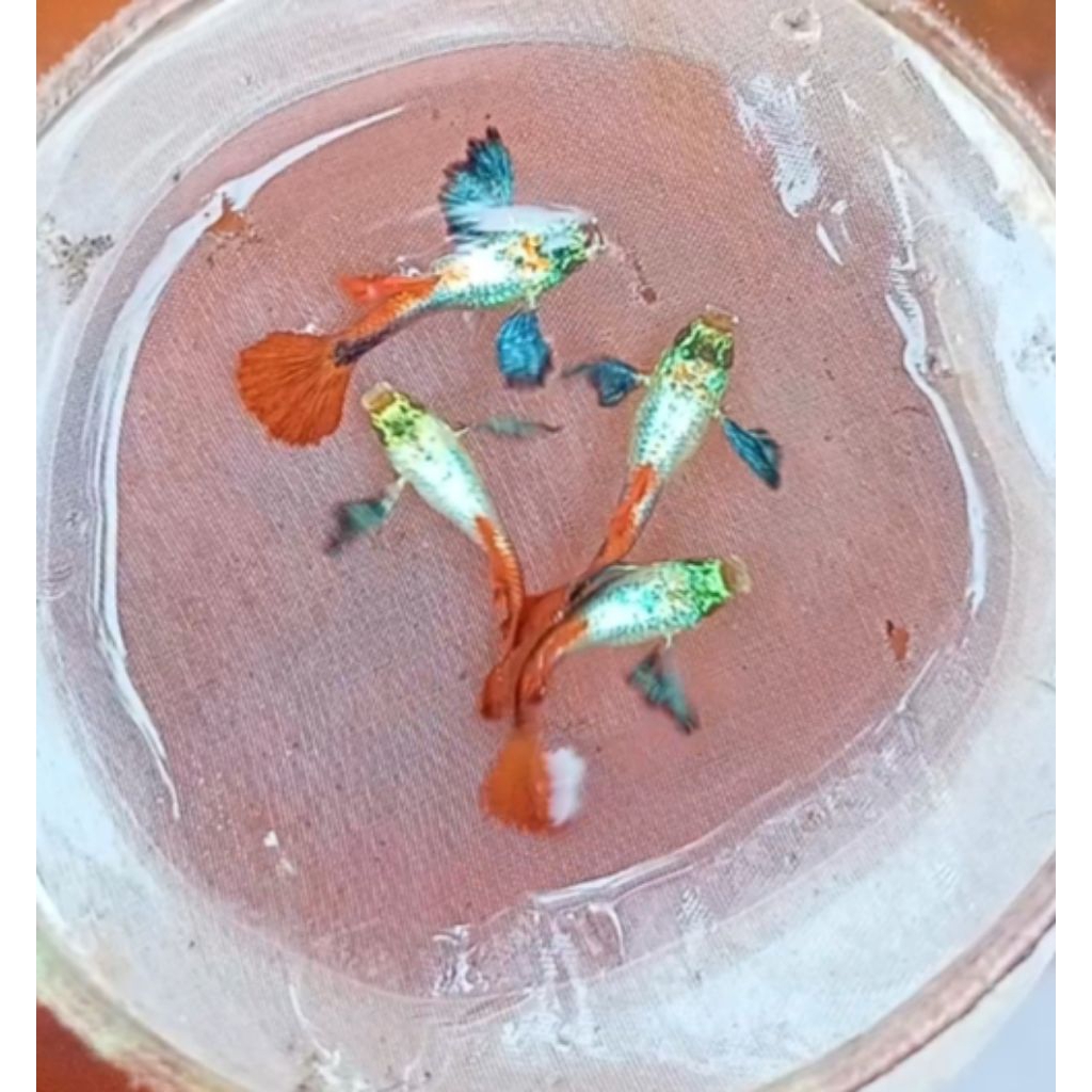 hiasan Guppy PRTDE 1 pasang