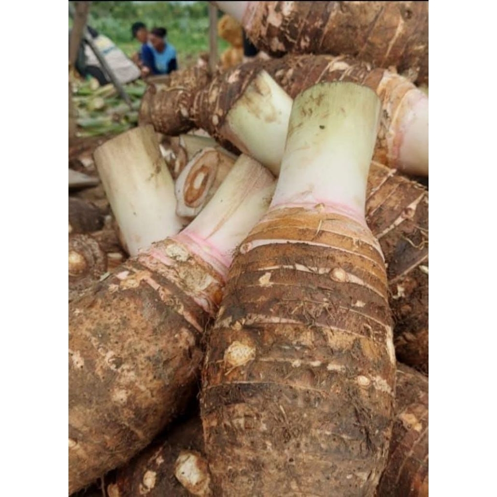 talas bogor sutra / California