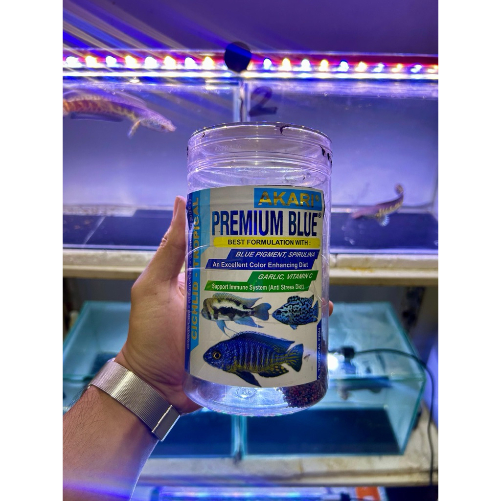 Pelet channa auranti