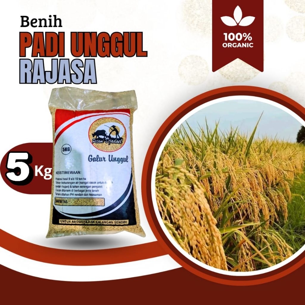 benih padi unggul rajasa original 5kg
