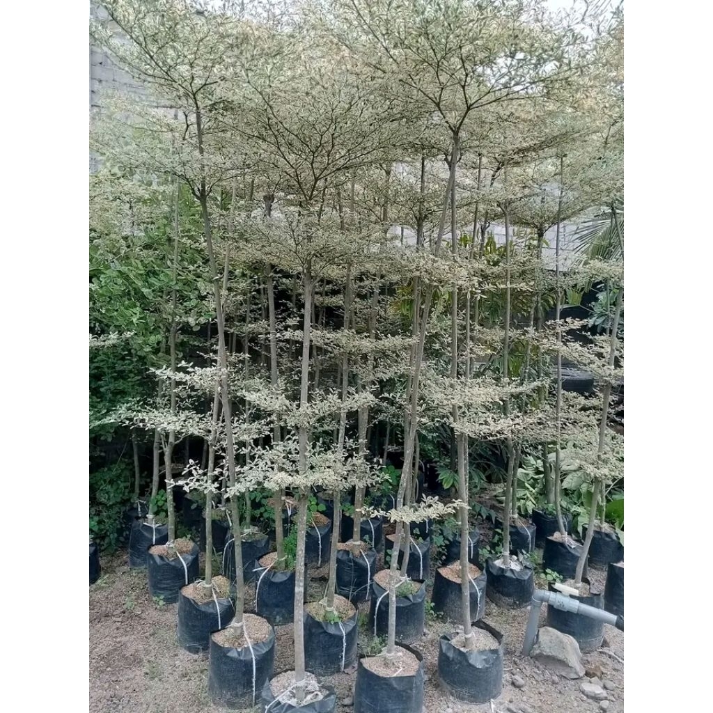 Ketapang kencana varigata