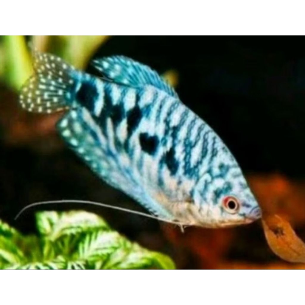 sepat platinum. 17rb = 1 ekor. ukuran -+3cm. aquarium aquascape aquatic air tawar
ikan hias