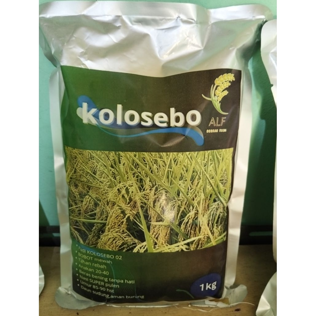 bibit padi KOLOSEBO 1KG
