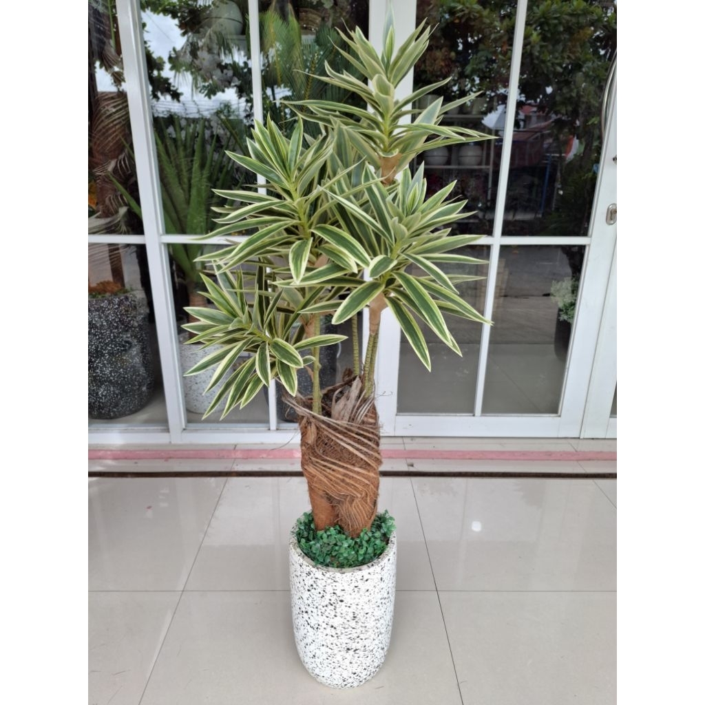 TANAMAN HIAS POHON PANDAN ARTIFICIAL UKURAN JUMBO DENGAN POT BATU TERASO