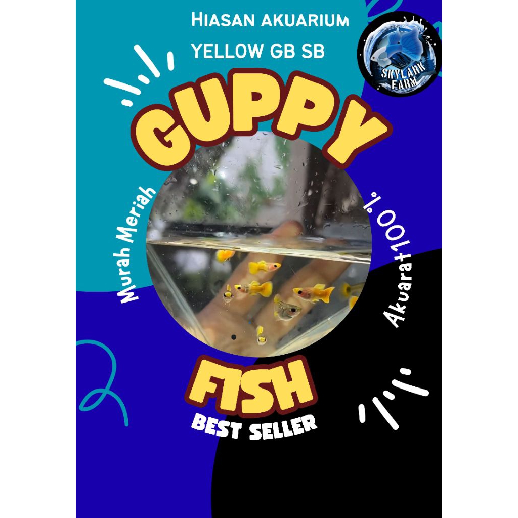 Guppy Yellow Gb Sb🇻🇳 | Grade A+ | Hiasan Akuarium