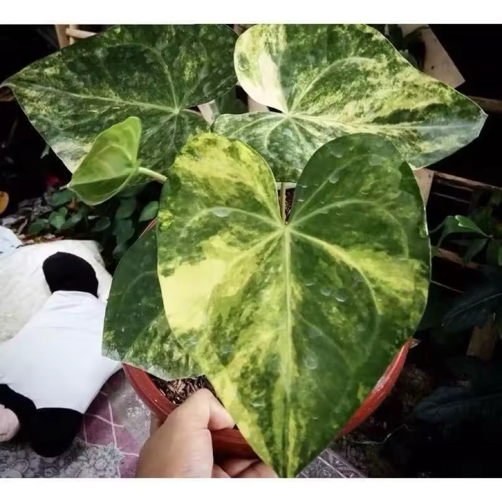 promo 2 biji antorium kuping gajah tarantul varigata (KG)