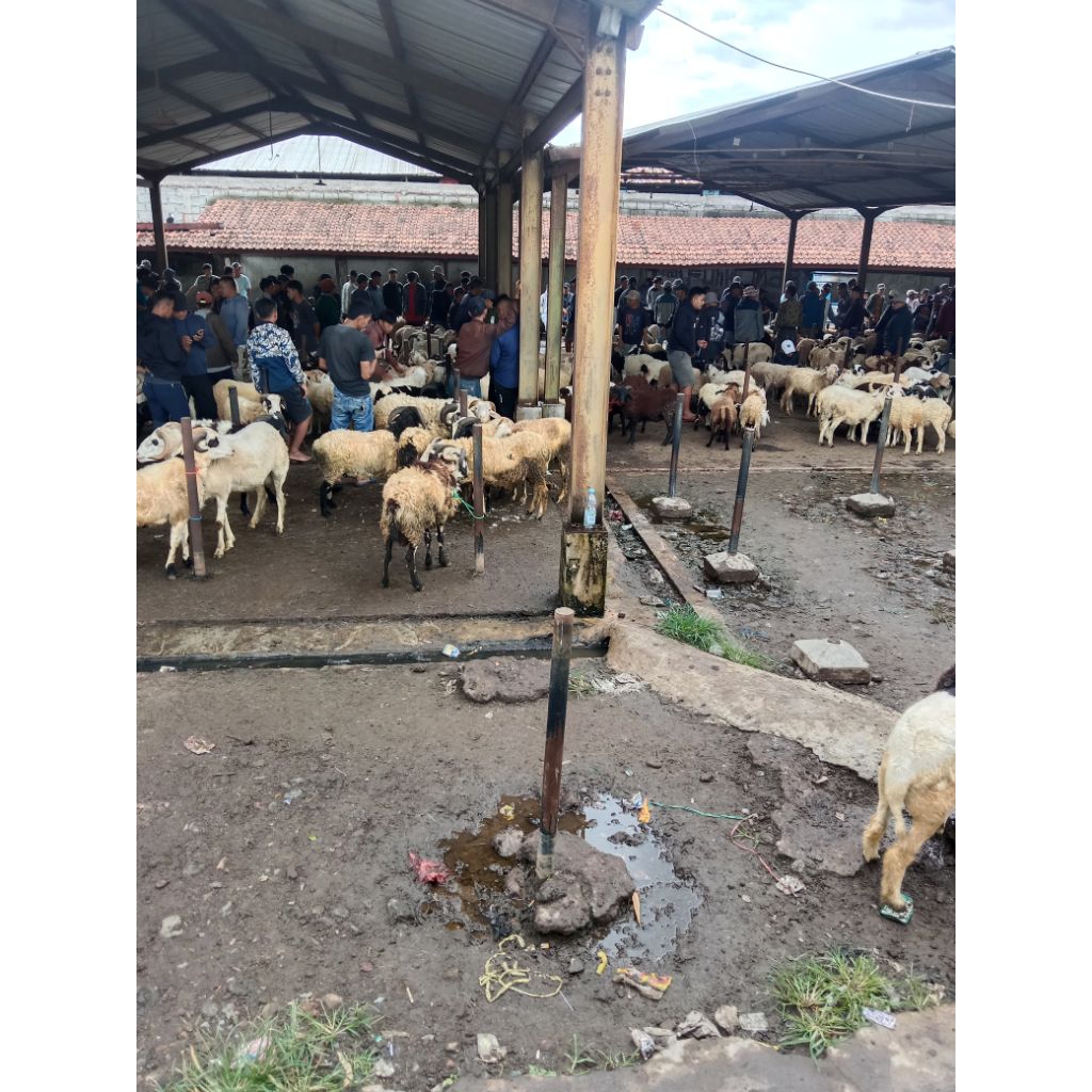 obat rumput pakan domba kambing