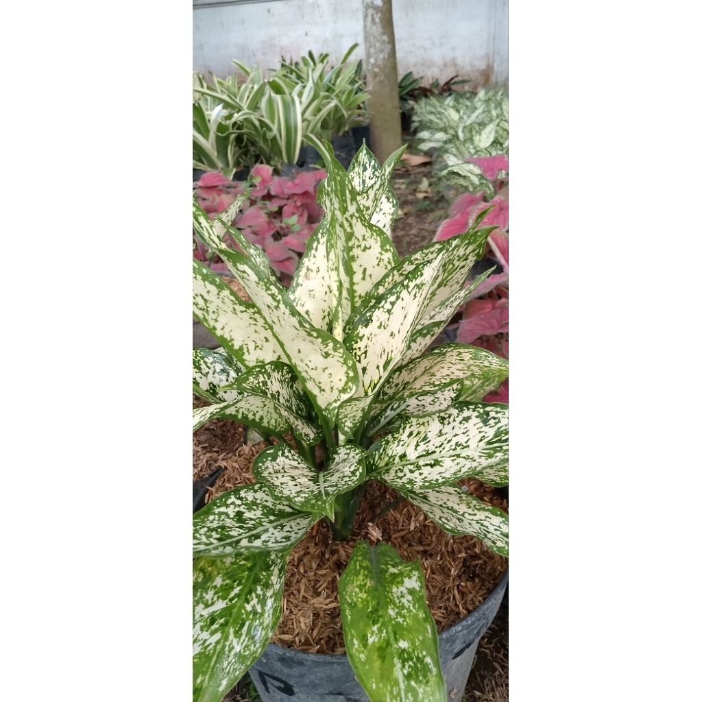 Aglonema Snow White Rimbun