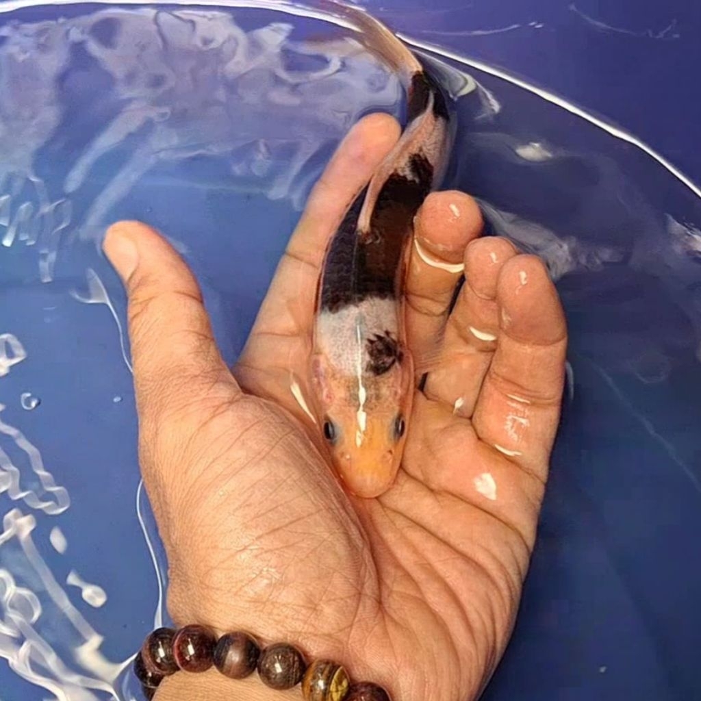Ikan Koi Blitar Jenis Goromo / Rumah Koi Jakarta / kode 0017
