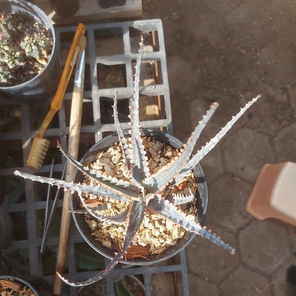 aloe hybrid tct " dragon ........"