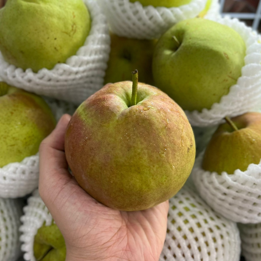 PEAR YULUXIANG JUMBO | Mirip Xianglie Pir Hijau Buah