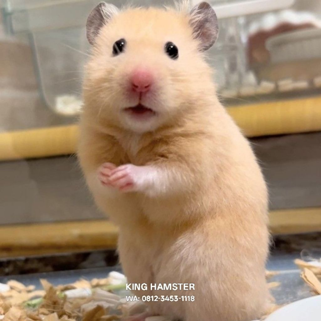 Hamster Syrian Gembul Dan Jinak / Hamster Lincah Lucu Termurah