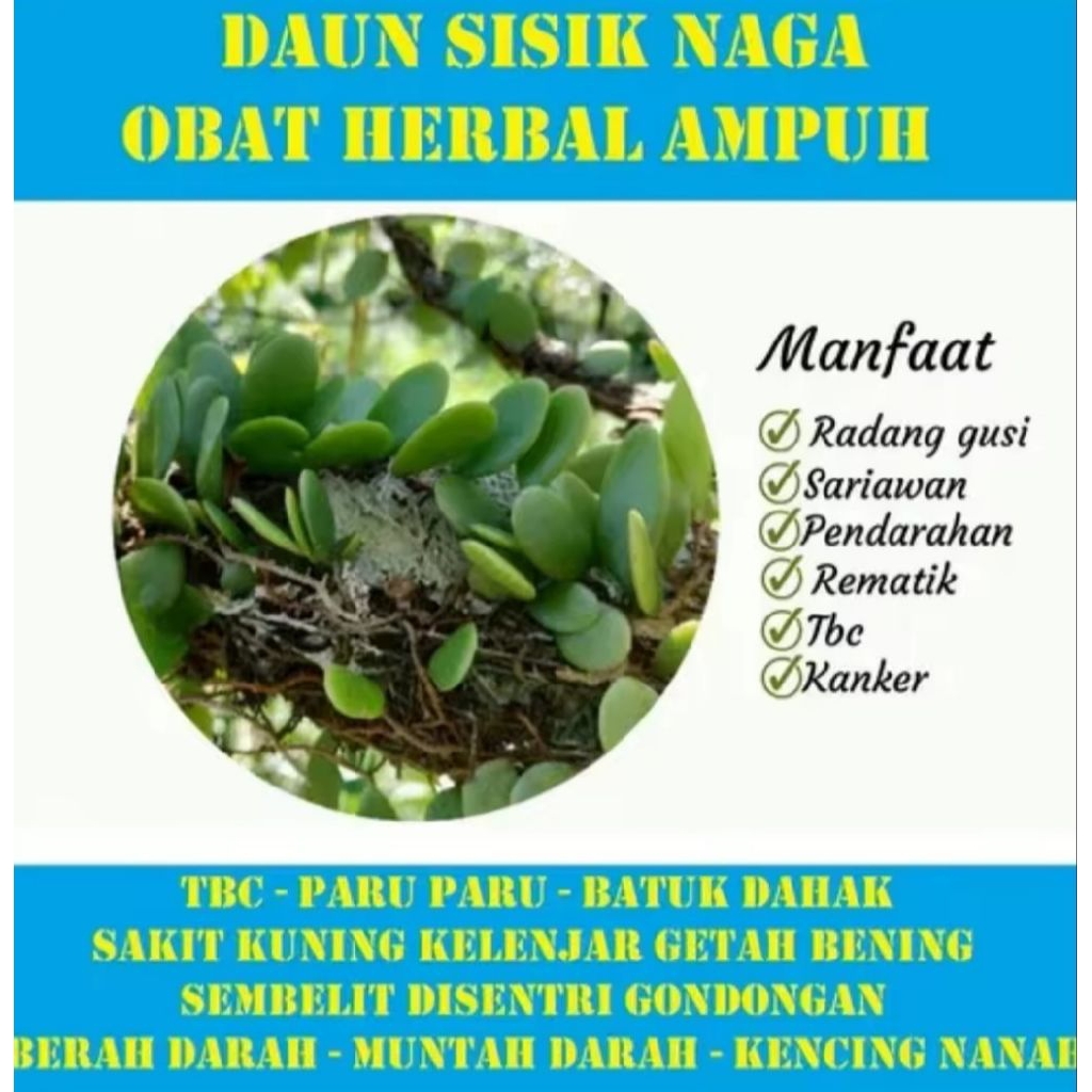 daun picisan daun sisik naga duitan segar obat herbal 500 gram