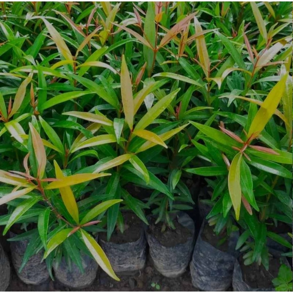 bibit pucuk merah murah,bibit pucuk merah