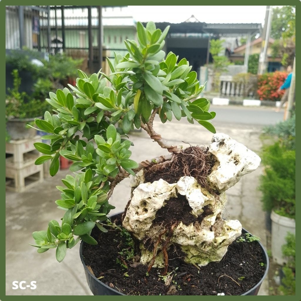 Bahan Bonsai Santigi Mawar Program Full akar Hasil Cangkok