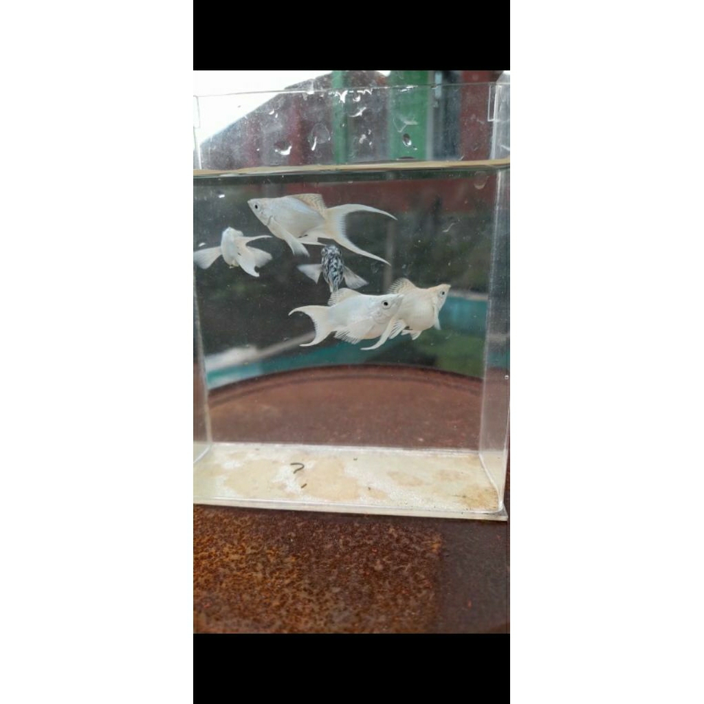 ikan molly platinum ballon