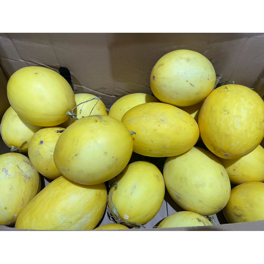 Golden Melon by Sunpride 1 bj ready stock