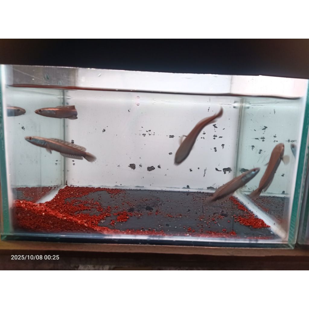 DAUN KETAPANG BBY MARU RED (SERUYAN) SIZE 5-6CM