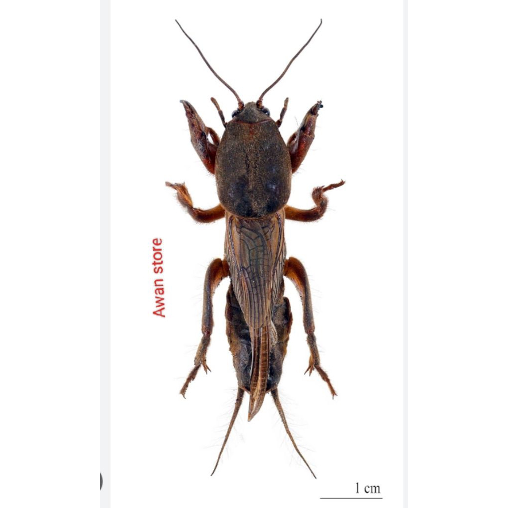 Orong orong (gaang)/10ekor