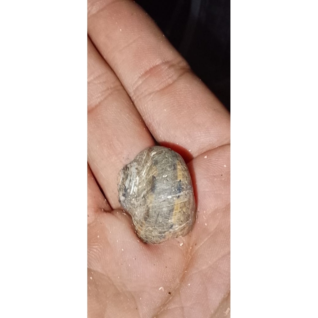 CANGKANG NATURAL UNTUK KELOMANG 1KG SIZE S-M